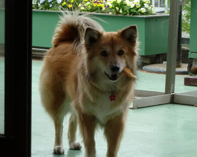 �}���Ƃ��͎�߂ȃI���`���������čs��