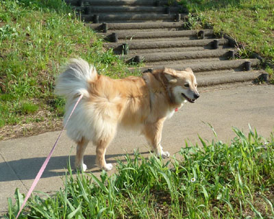 ���������Ă��������ɂނ����ł���