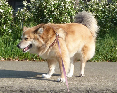 �̂��ƂȂт����H