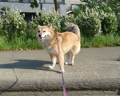 �����K�i�̓`��������