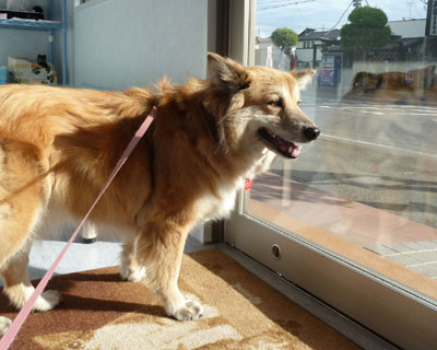 �a�@�ʂ����������C������