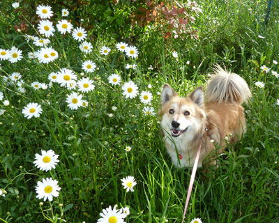 �}�[�K���b�g�Ǝ�