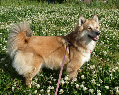 �N���[�o�[�Ǝ�