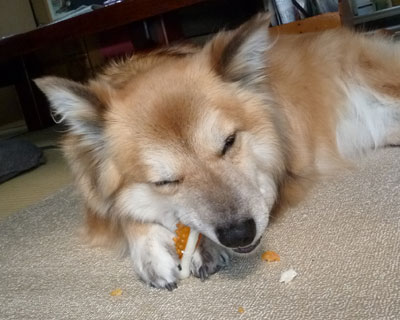 �Â��I���`���̕������C�ɓ���