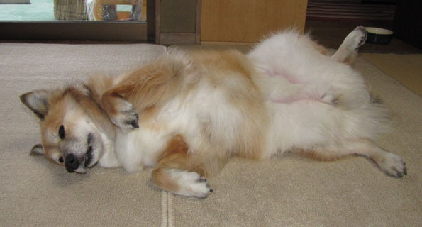 �Ȃł���Ƒ����オ��