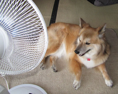 �U������A�������@�̑O��