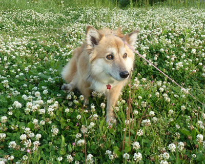 ���J�L�O�̃`�[