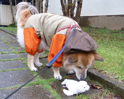 �A�U���V���񂪗����Ă�