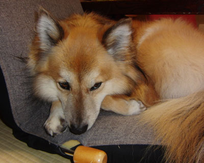 ���x�̂̓z���C�g�o�����X���ς���