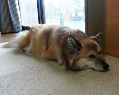 �C�����V�Q