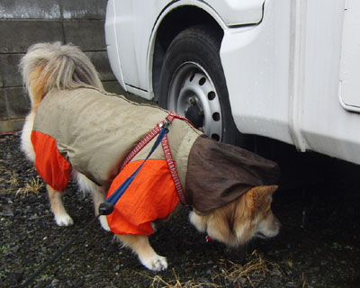 �J�ł��L�`�F�b�N�͑ӂ�Ȃ�