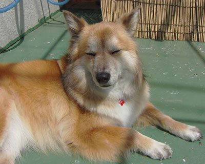 ���Ȃ��̂悤�ȓ��A�̂悤��