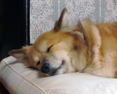 �ɂ�����Q