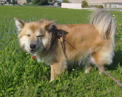 �T���_��H�ׂ�