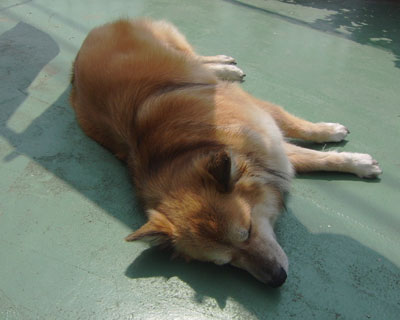 ���܂����󕨂̉A�ɐQ��