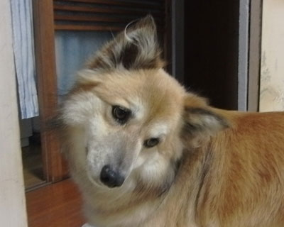 �Ȃɂ��Ȃ��̂ɔL�̐�������