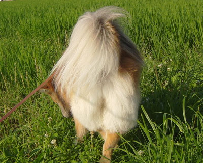 �K�т��L�т��̂ŎU��