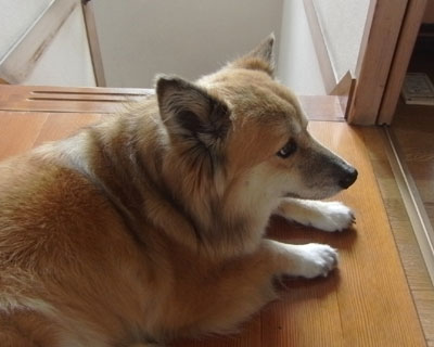 �Ăƌ����΃p��