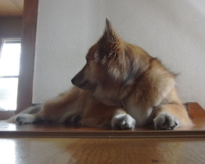 �Ȃ�������p���H