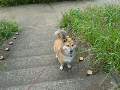 �K�i�œˑR�~�܂�