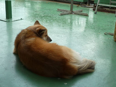 �����猬���ŐQ����