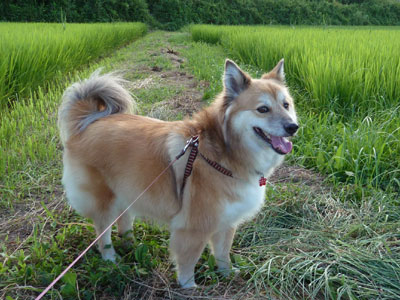 TZ10�͗΂���