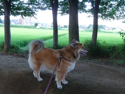 �؉A�͐����Ԃ��