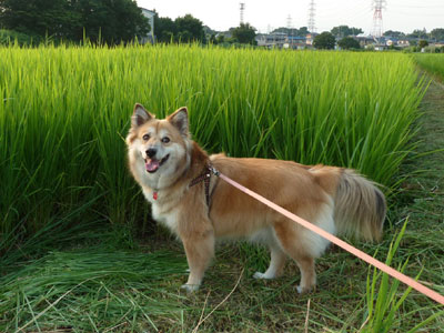 ����̂т̂�