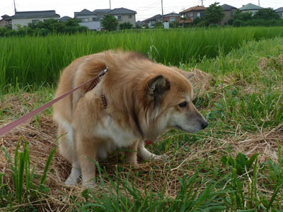 �����蒼��͑��ꂪ����