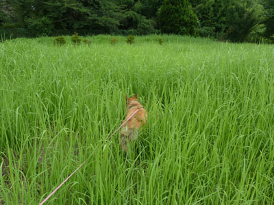 ���������΂�