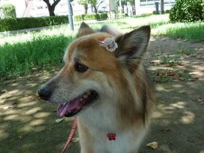 �����̋A��