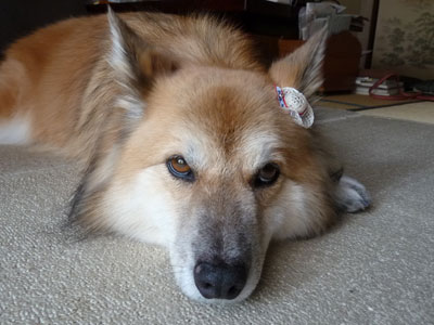 ���C�͌������Ă�