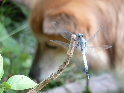 �V�I�J���g���{�Ǝ�