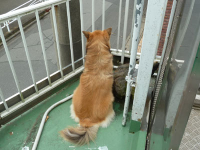 ��������̂��΂���񂪒ʂ�̂�҂�