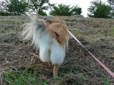 �i���Ȃ���΍�͓���