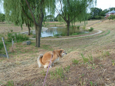 �ŋ߃g�C�����L���Ȃ���