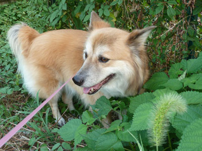 ���̃V�\�݂����ȗt���ς͍D�������ǂ��ƂŃQ����