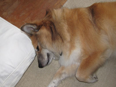 �����̊p�ɓ����Ԃ�����Ă���Ȋ����H