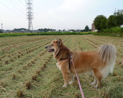 �W�����Ɉ��J�n