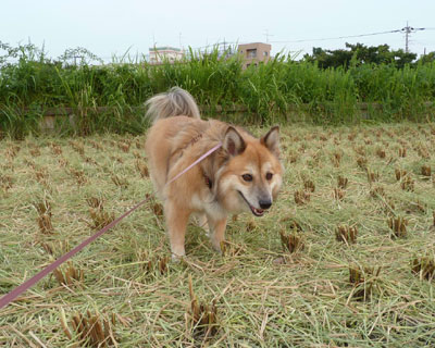 ���肠�Ƃ͊y����