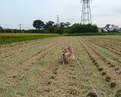 �g�C������悭�Ȃ���