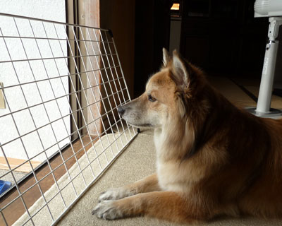 �z�����ʕ�