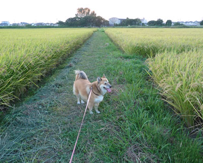 ���N�̍앿�͂ǂ�����