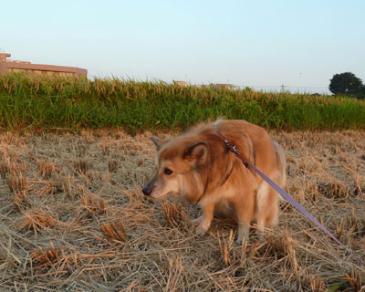 ���邢���ԂɊO�o�ł��Ȃ�