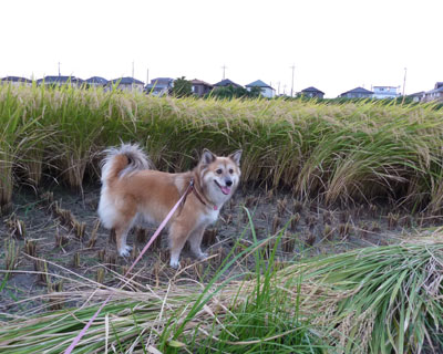 �͂܂�ďo���Ȃ��Ȃ���