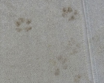 ���̗�������Ă�