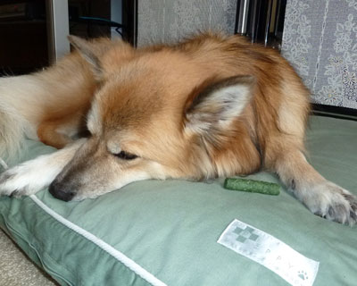 ����ς�Ⴄ