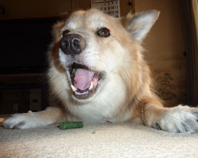 �����Ȃ����΂̂����H�ׂ�