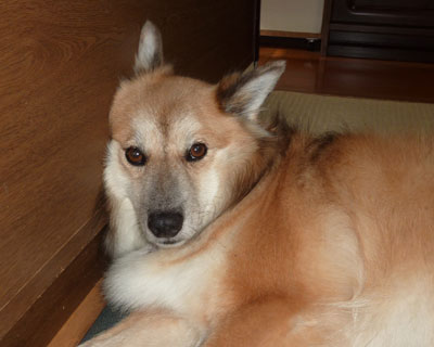 ���킢���I�����