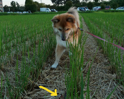 �U���K�j����